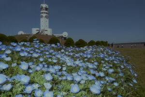 写真作例 オールドレンズとミラーレス