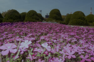 写真作例 オールドレンズとミラーレス