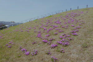 写真作例 オールドレンズとミラーレス