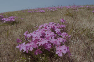 写真作例 オールドレンズとミラーレス