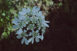 写真作例 オールドレンズとミラーレス