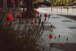 写真作例 オールドレンズとミラーレス