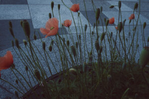 写真作例 オールドレンズとミラーレス