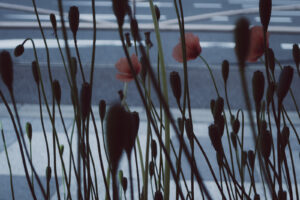 写真作例 オールドレンズとミラーレス