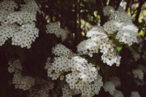 写真作例 オールドレンズとミラーレス