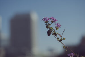 写真作例 オールドレンズとミラーレス