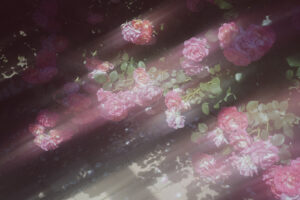 写真作例 オールドレンズとミラーレス