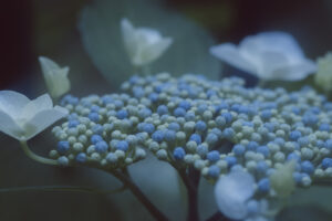写真作例 オールドレンズとミラーレス