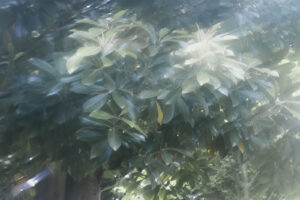 写真作例 オールドレンズとミラーレス