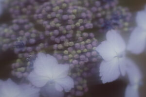 写真作例 オールドレンズとミラーレス