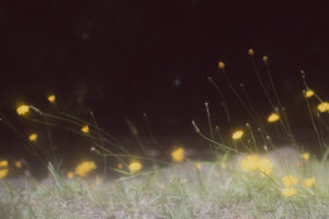 写真作例 オールドレンズとミラーレス