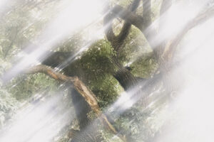 写真作例 オールドレンズとミラーレス