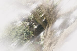 写真作例 オールドレンズとミラーレス