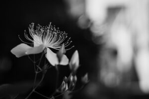 写真作例 オールドレンズとミラーレス