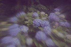 写真作例 オールドレンズとミラーレス