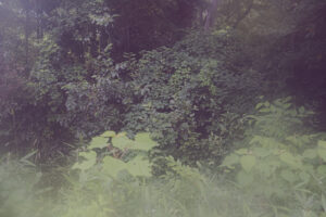 写真作例 オールドレンズとミラーレス