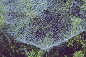 写真作例 オールドレンズとミラーレス