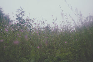 写真作例 オールドレンズとミラーレス