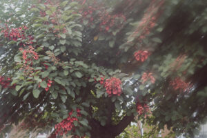 写真作例 オールドレンズとミラーレス