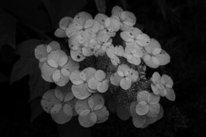 写真作例 オールドレンズとミラーレス