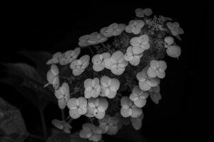写真作例 オールドレンズとミラーレス