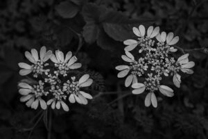 写真作例 オールドレンズとミラーレス
