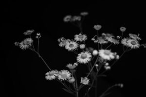 写真作例 オールドレンズとミラーレス