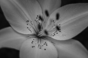 写真作例 オールドレンズとミラーレス