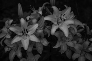 写真作例 オールドレンズとミラーレス