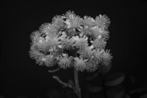 写真作例 オールドレンズとミラーレス