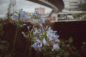 写真作例 オールドレンズとミラーレス