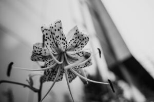 写真作例 オールドレンズとミラーレス