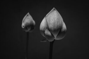 写真作例 オールドレンズとミラーレス