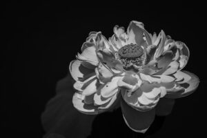 写真作例 オールドレンズとミラーレス