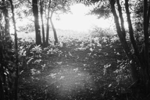 写真作品