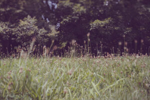 写真作品