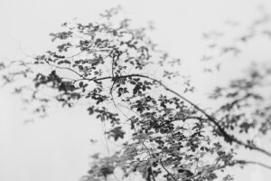 写真作品