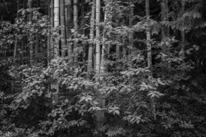 写真作品