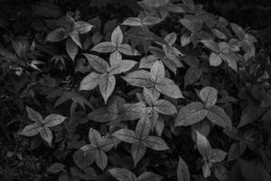 写真作品