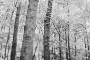 写真作品