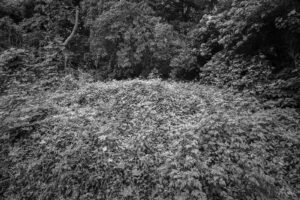 写真作品