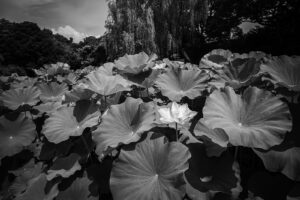写真作品