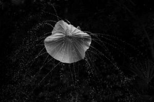 写真作品