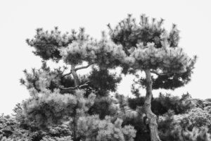 写真作品
