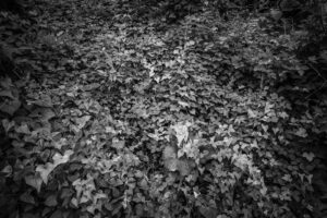 写真作品