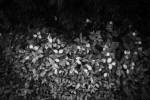 写真作品
