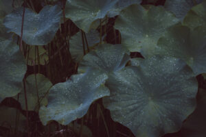 写真作品