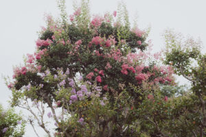 写真作品