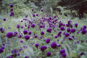 写真作品