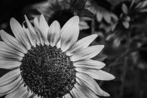 写真作品